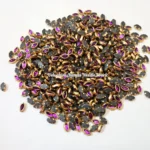 6k Eye Kundan_Vioet